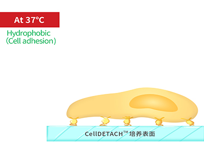 37℃时，温敏聚合物涂层为高分子卷缩状态，表现为轻度疏水性，更有利于细胞的贴附