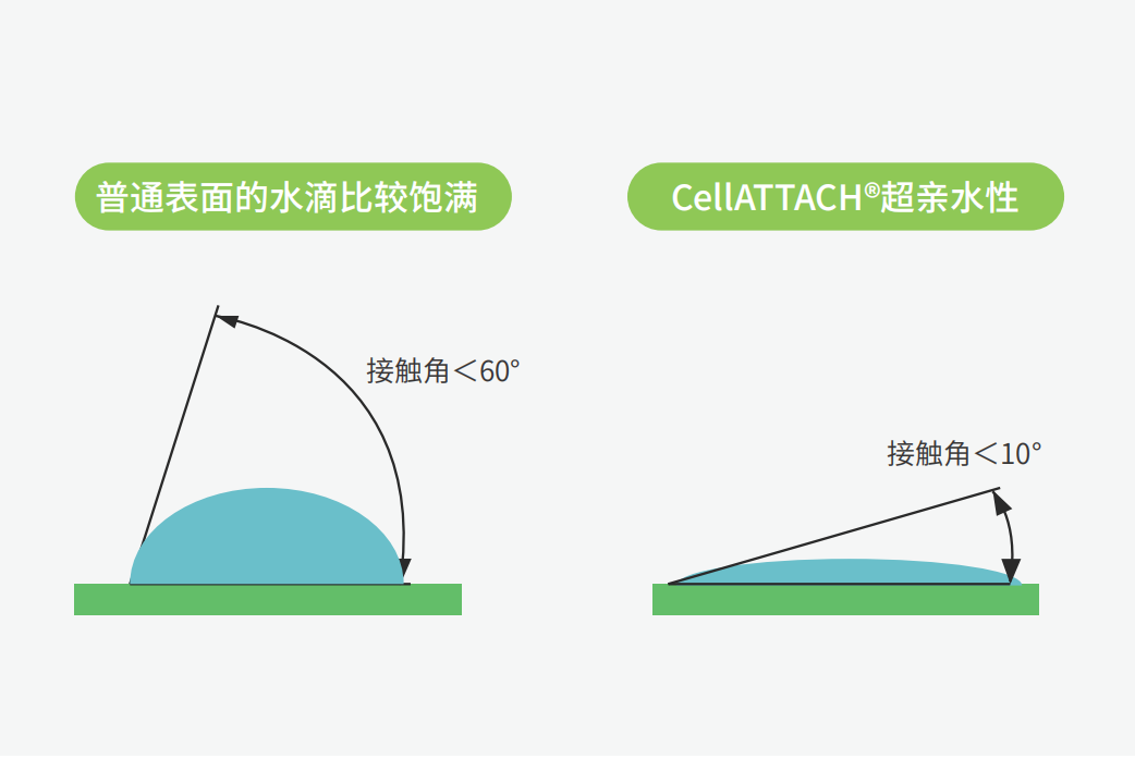独特的超亲水表面处理技术，能为细胞提供更好的吸附性，促进细胞快速贴壁生长，提高产量