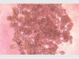 经不同细胞培养测试验证，表面几乎无细胞贴壁，可快速实现可重复、一致、可靠的细胞球培养